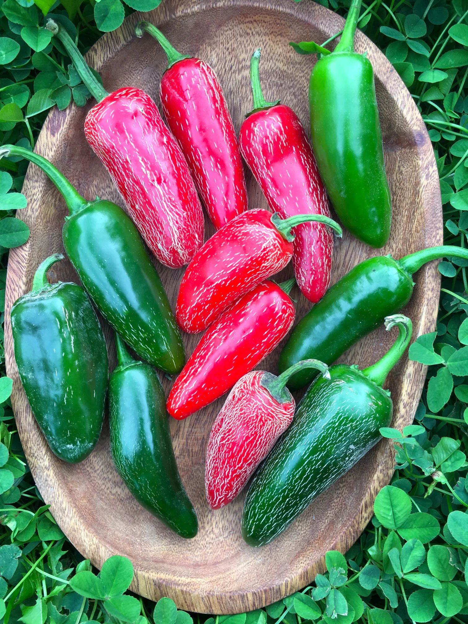 jalapeno piment