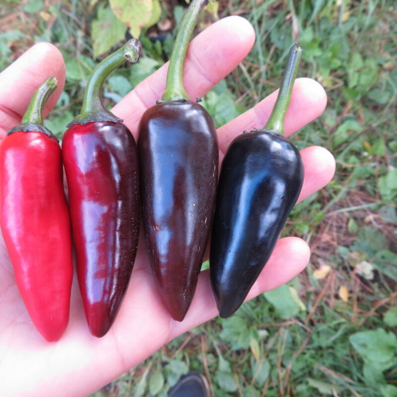 jalapeno purple