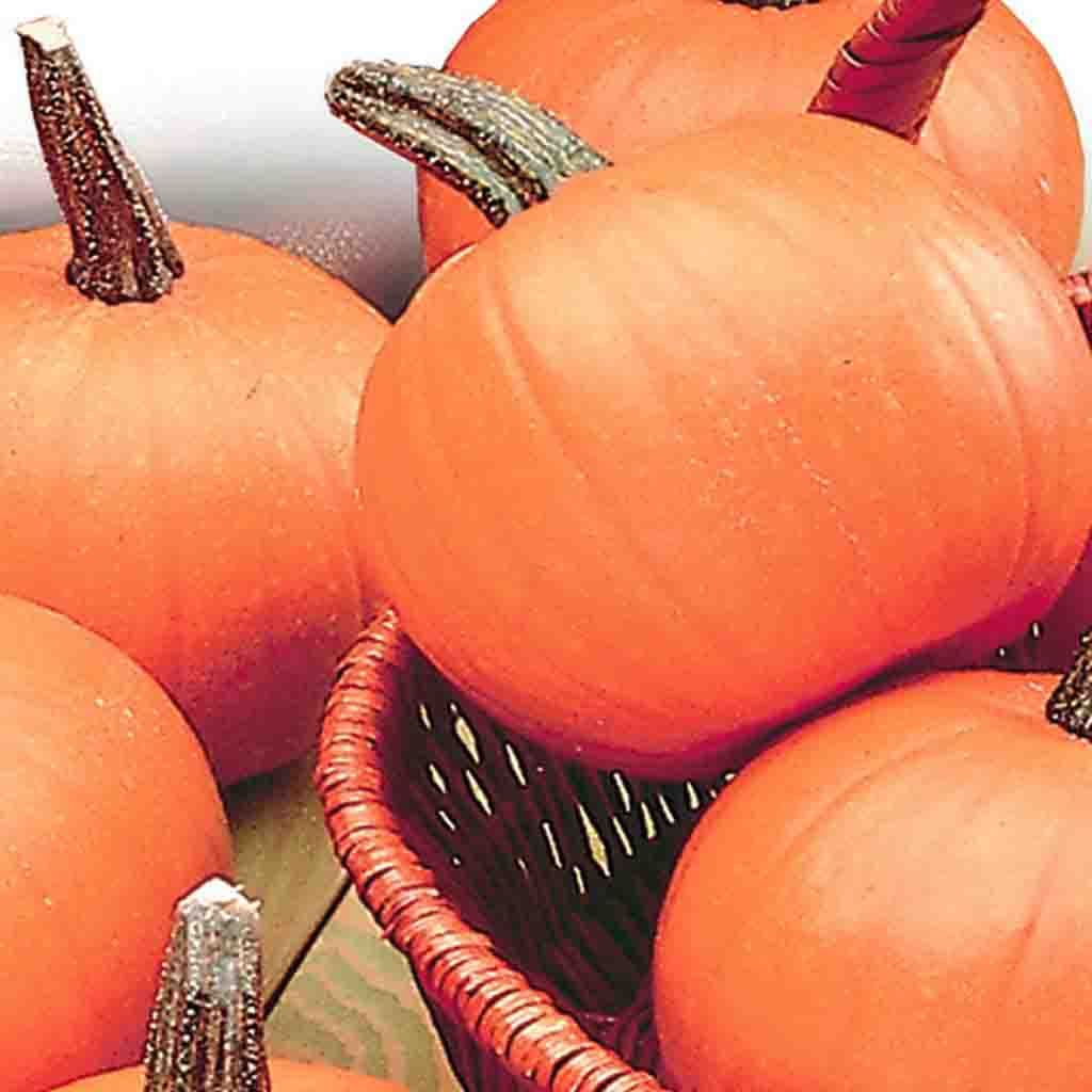 Petite citrouille "heirloom"