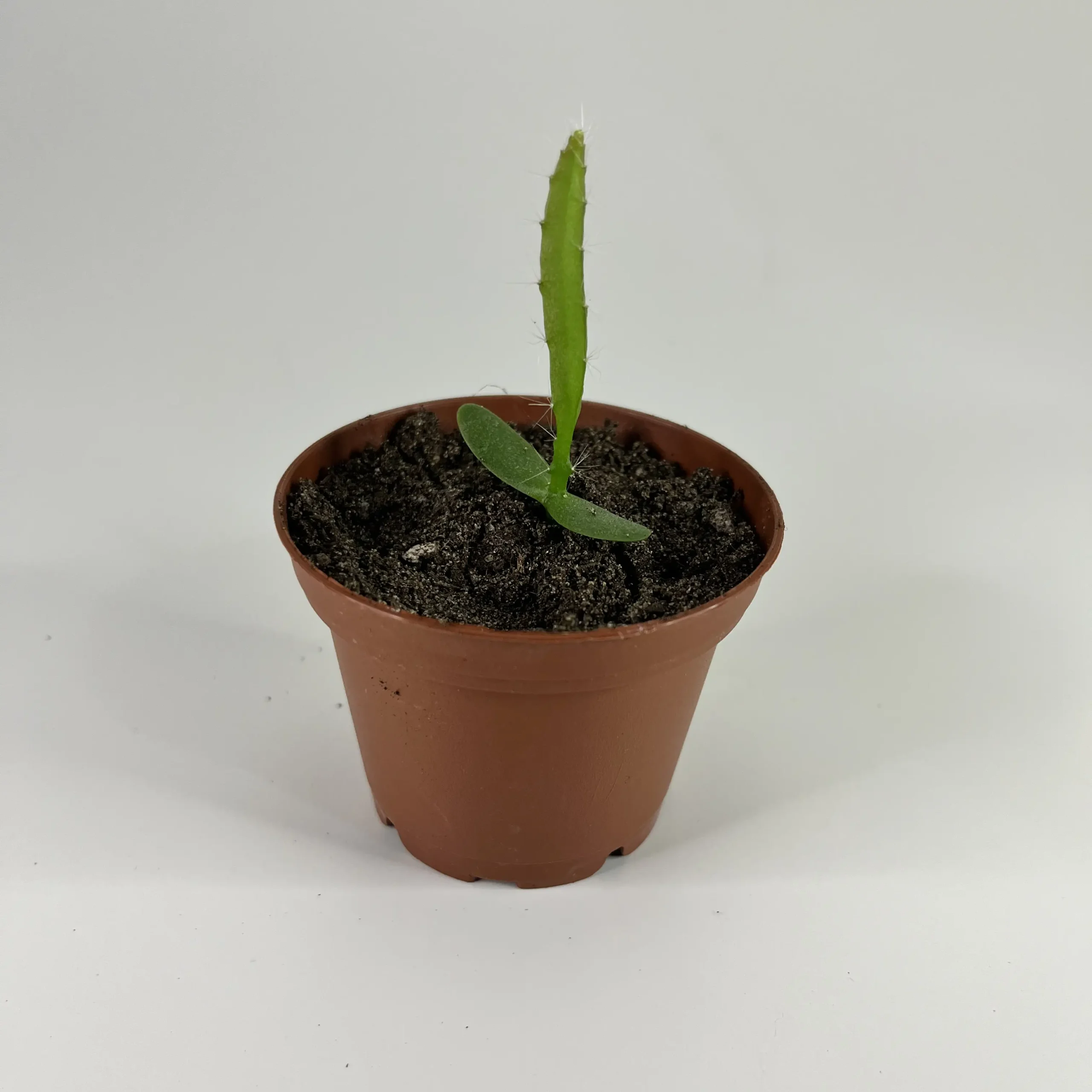 cactus pitahaya jaune