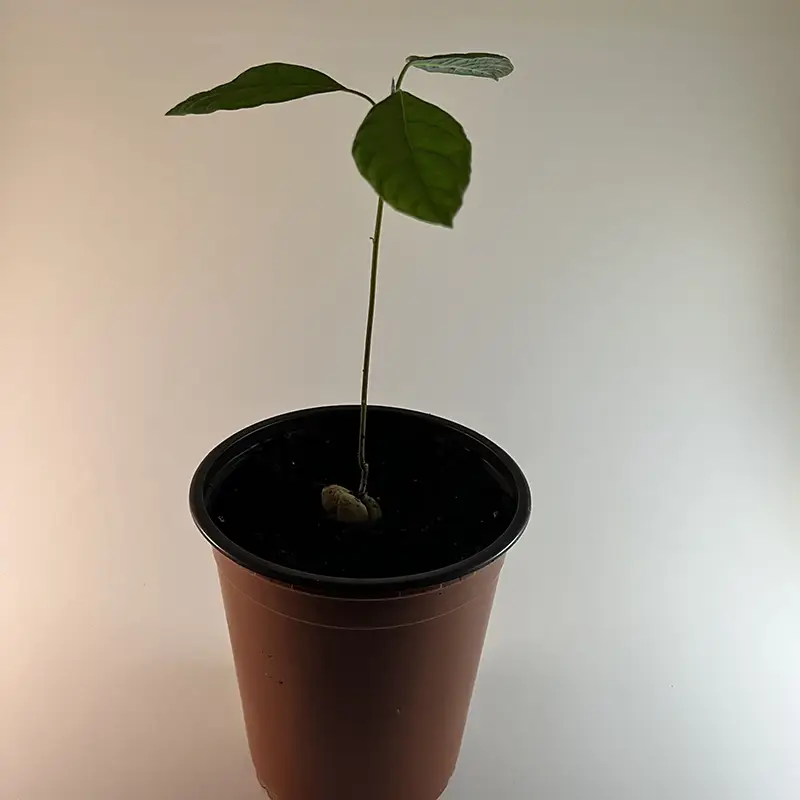 plant avocatier