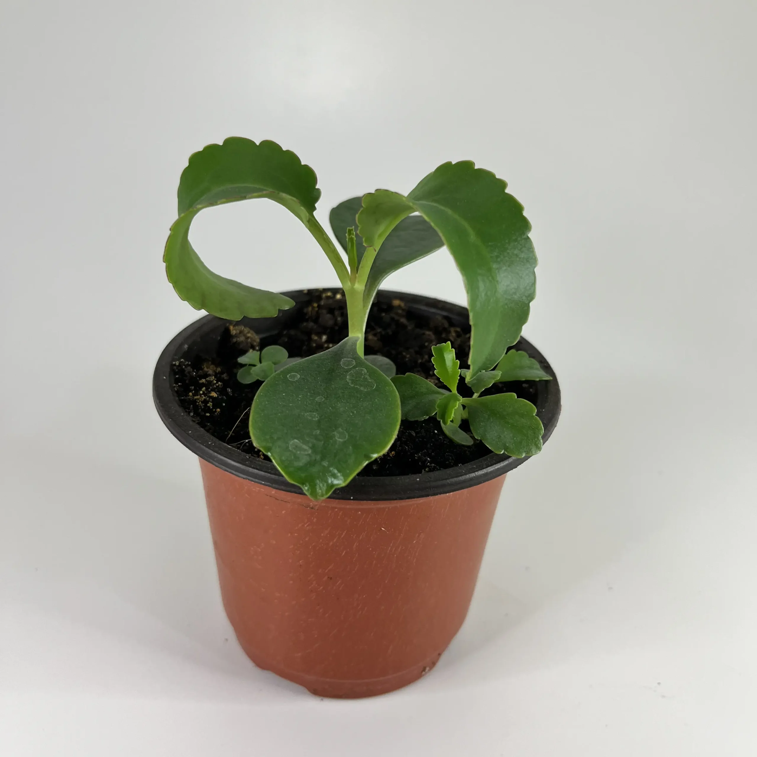 plante aux milles bébés