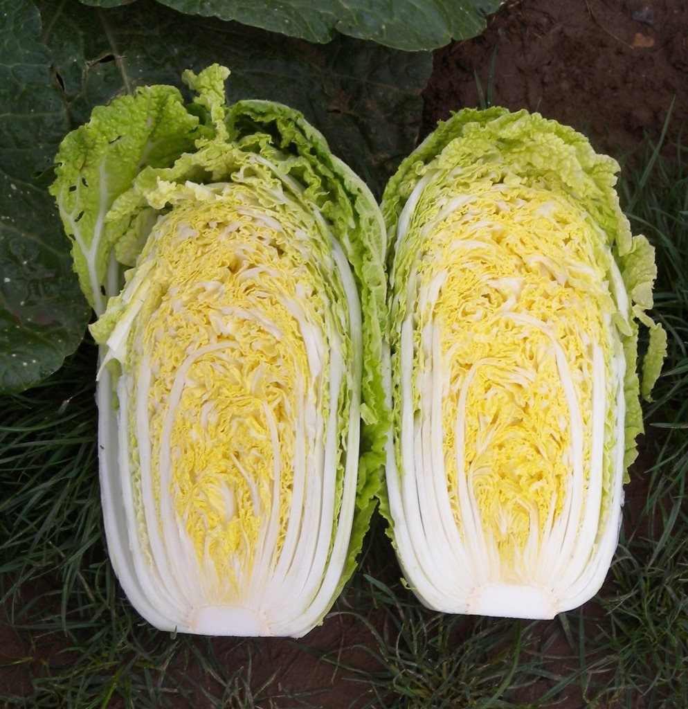 Plant de chou chinois