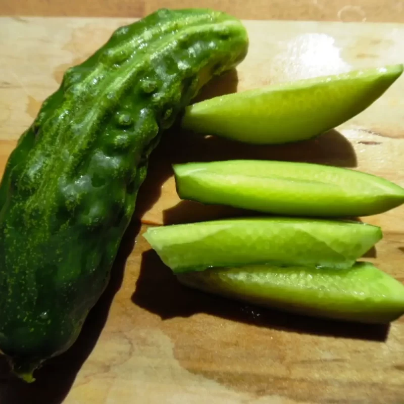 concombre spacemaster