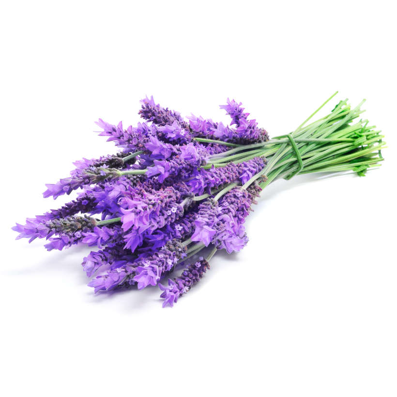lavende anglaise officinale
