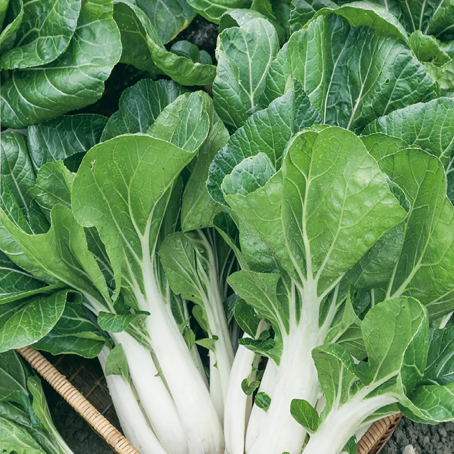 Pakchoi Cantong White