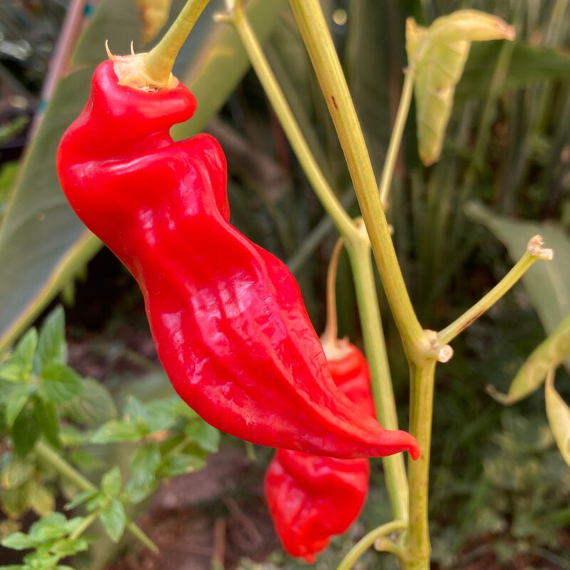 piment sugar rush red