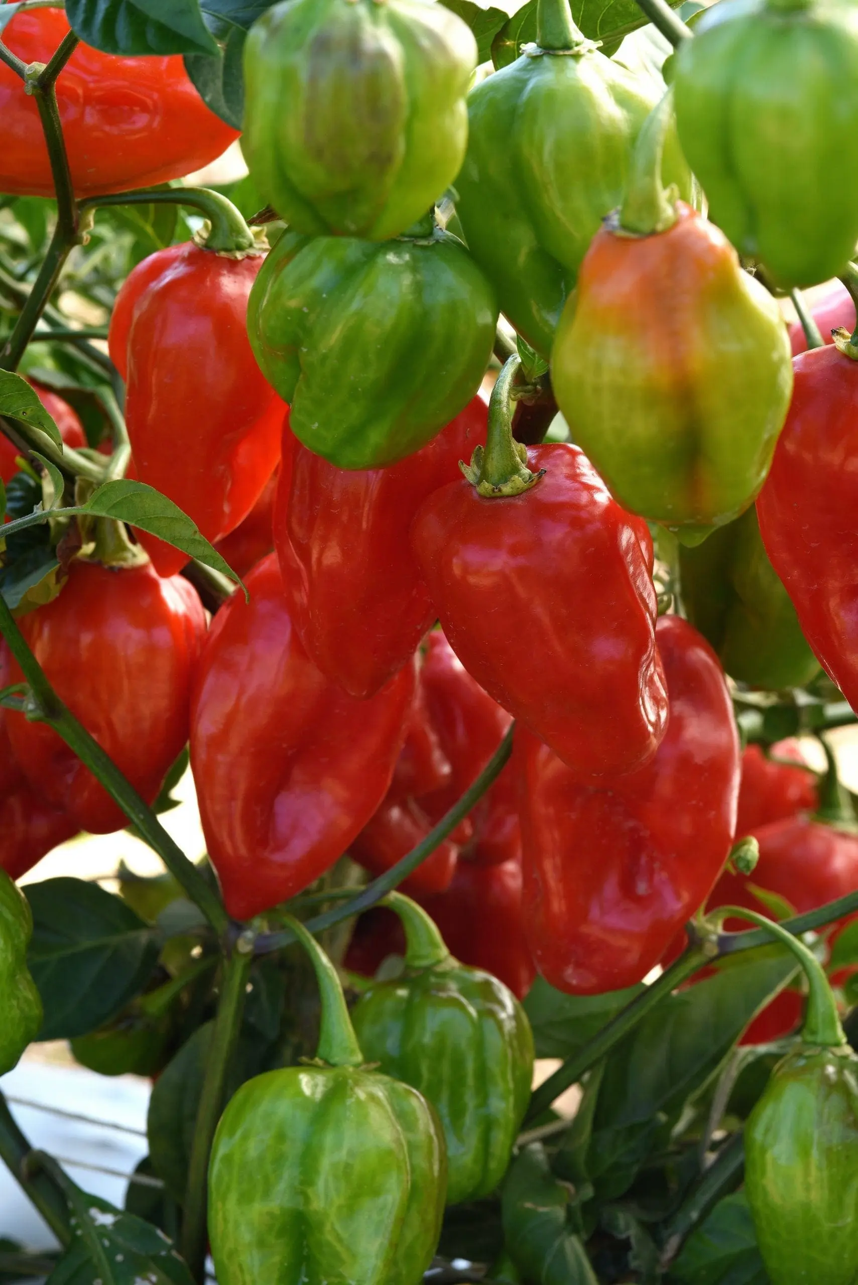 primero red f1 habanero