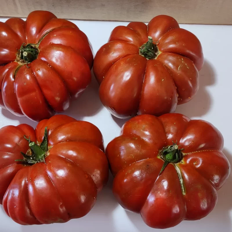 tomate fleur de reagir