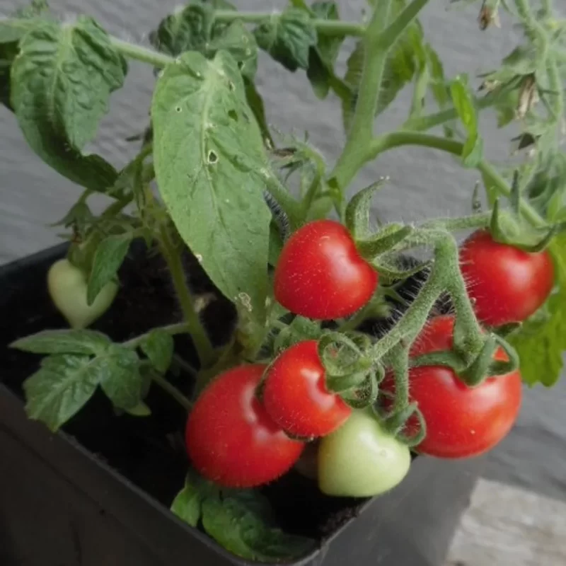 tomate micro-naine baby