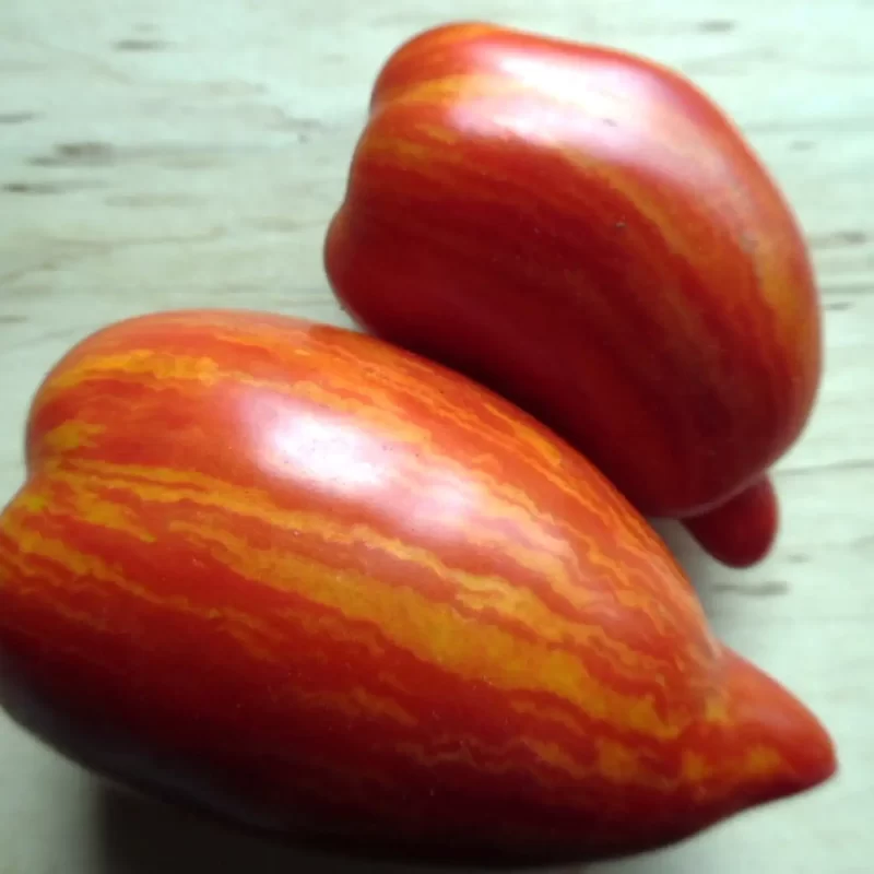 Tomate naine Dwarf Stony Brook Speckled