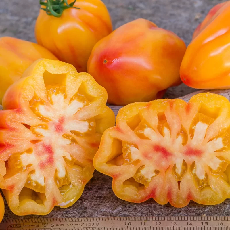 tomate tulipe de californie