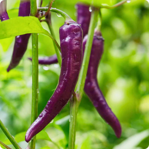 Plant de piment fort cayenne mauve