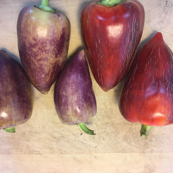 Plant de poivron Violet Sparkle