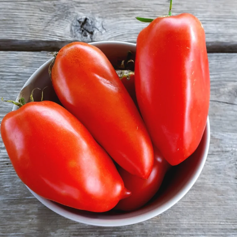 Statele Andine Plant de tomate rouge Andine cornue - Les plants de Caro et Jo
