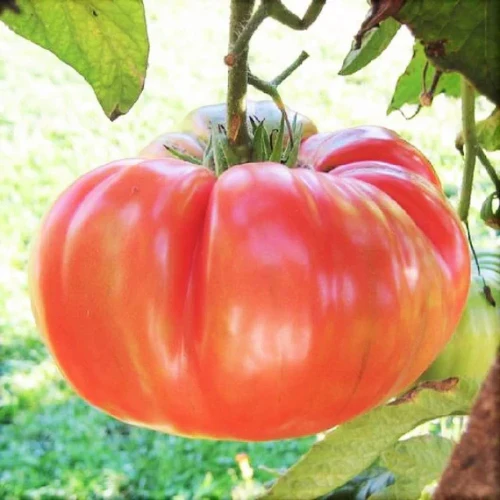 Plant de tomate Ponderosa Pink