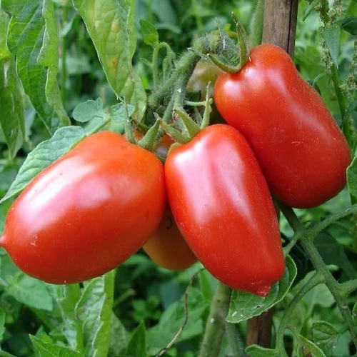 Plant de tomate Rio Grande