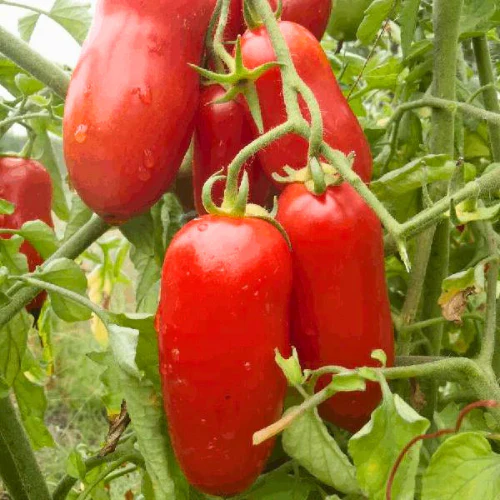 Plant de tomate San Marzano