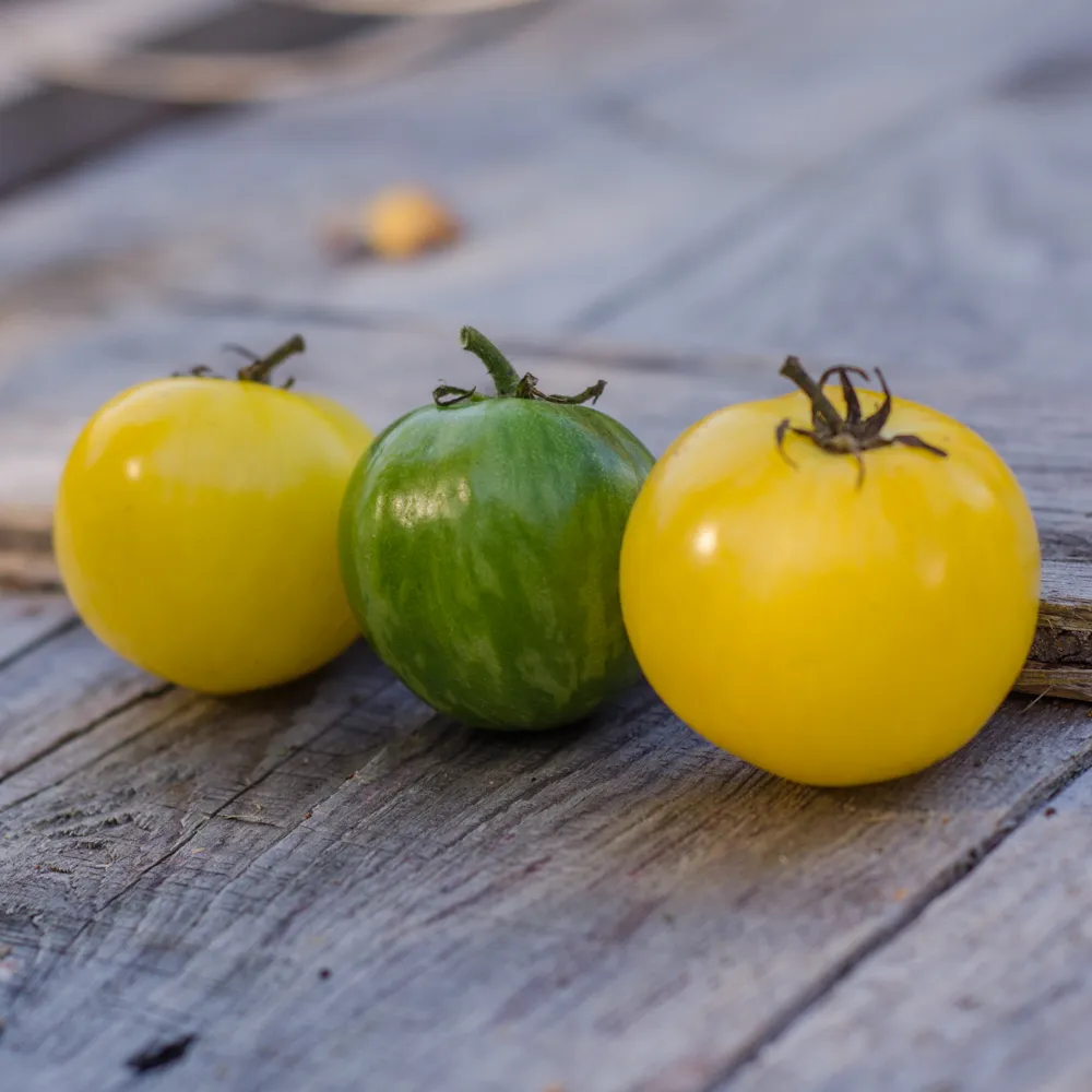 Plant de tomate Sweet Splash Electra