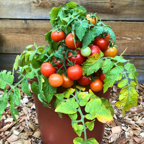 Plant de tomate Tiny Tim