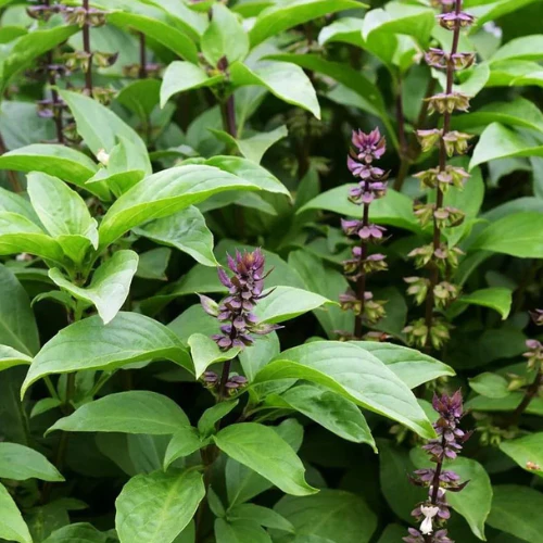 plant de basilic cannelle