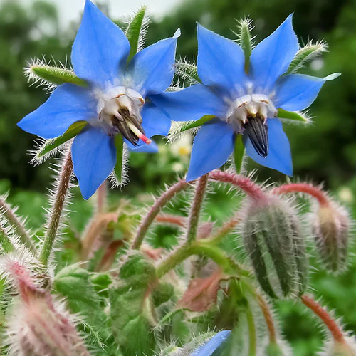 plant de bourache
