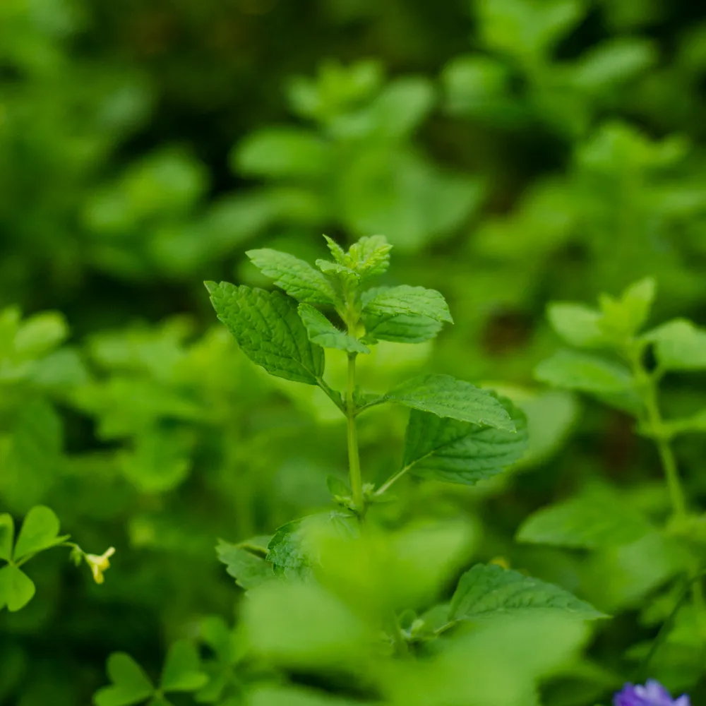 Plant de mélisse