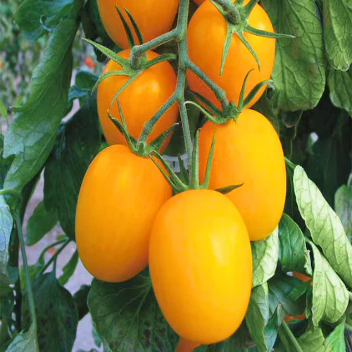 tomate golden roma