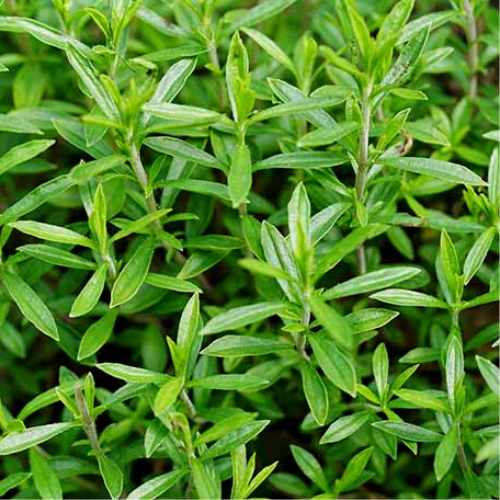 plant de sarriette d'hiver