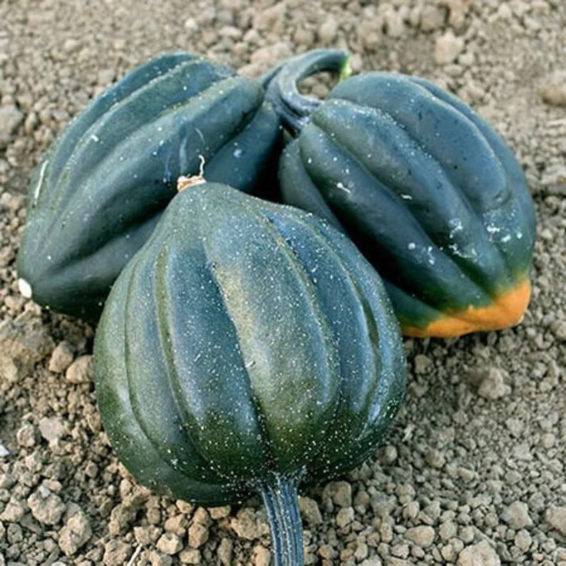 Plant de courge poivrée table king