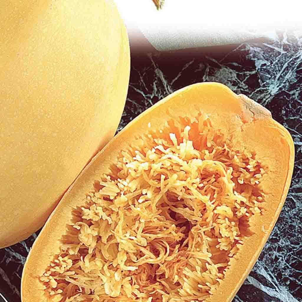 Plant de courge spaghetti